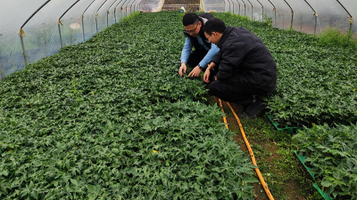 木瓜种植季——人生就是博-尊龙凯时源头守护品质，铸就酶好未来